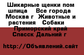 Шикарные щенки пом шпица  - Все города, Москва г. Животные и растения » Собаки   . Приморский край,Спасск-Дальний г.